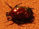 Calopotosia orientalis (red form) beetles-for-sale.com