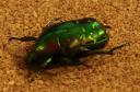 http://beetles-for-sale.com/Calopotosia_orientalis_gr.html